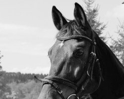 Springpferd Graf Bobby H (Bayer, 2006, von Grafenstolz)