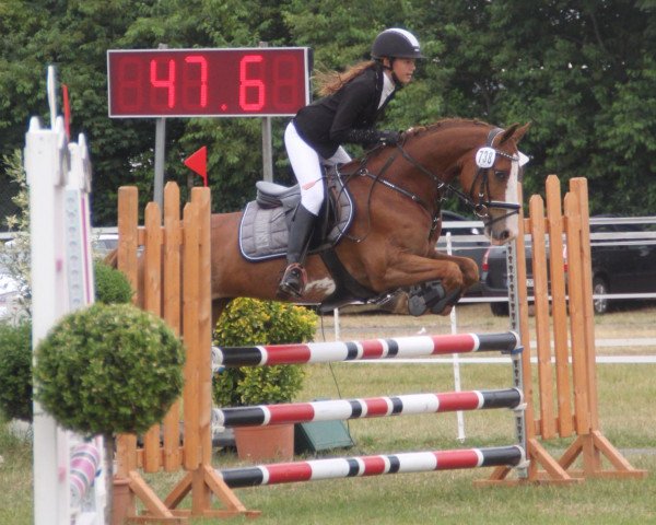 jumper Holsteins Denver (German Riding Pony, 2009, from Denver 184)