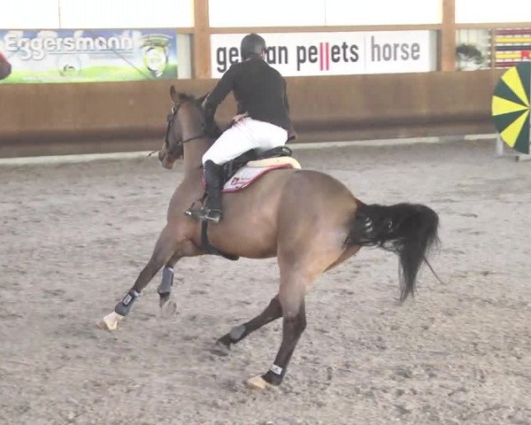 Reitturnier Dettingen 2017