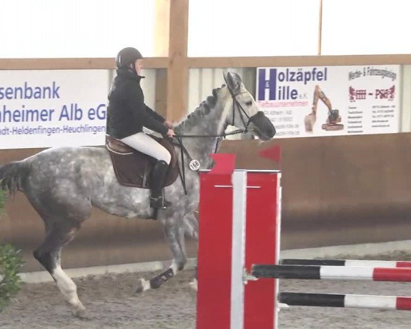 Reitturnier Dettingen 2017