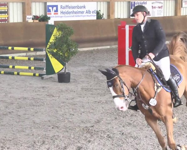 Reitturnier Dettingen 2017