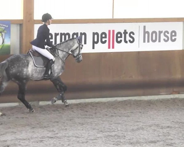 Reitturnier Dettingen 2017