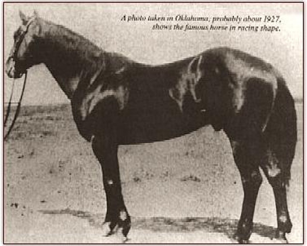 stallion Joe Hancock (Quarter Horse, 1923, from John Wilkens)