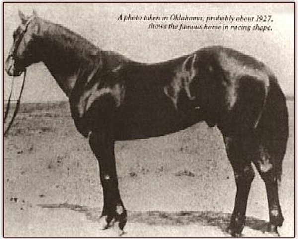 stallion Joe Hancock (Quarter Horse, 1923, from John Wilkens) stallion Joe Hancock (Quarter Horse, 1923, from John Wilkens)