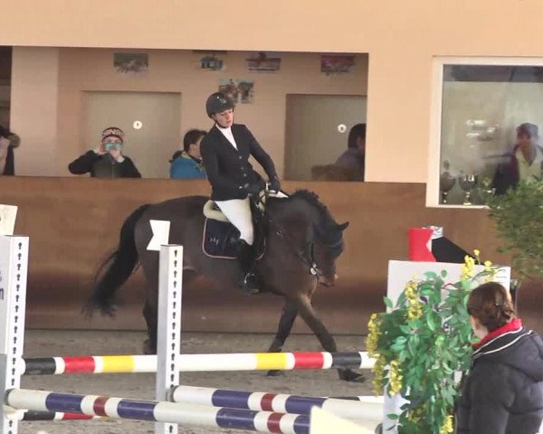 Reitturnier Dettingen 2017