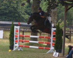 jumper Castor 122 (Zangersheide riding horse, 2013, from Concord Z)