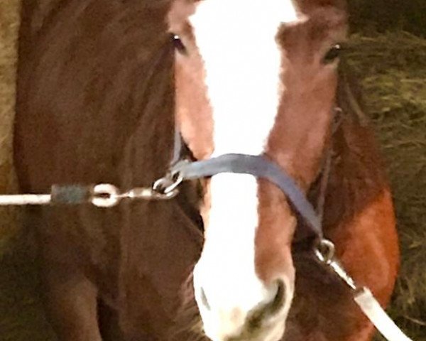 horse Zaretho H (Oldenburg show jumper, 2014, from Zirocco Blue)