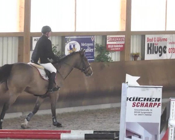 Reitturnier Dettingen 2017