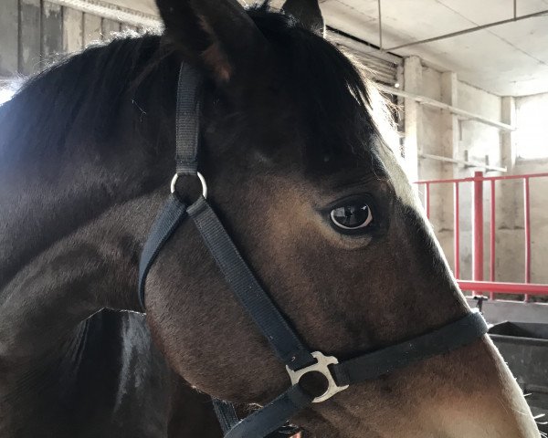 broodmare Dolce Vita (Trakehner, 2011, from Hirtentanz 2)
