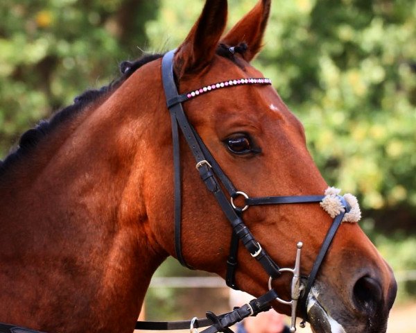 broodmare Lotusblüte JP (Rhinelander, 2007, from Lord Lancer)