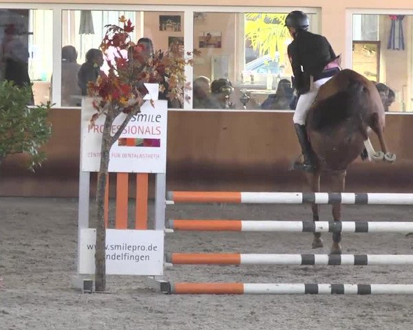 Reitturnier Dettingen 2017