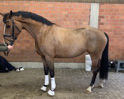 broodmare AIMEE 9 (Oldenburg, 2014, from Ampère)