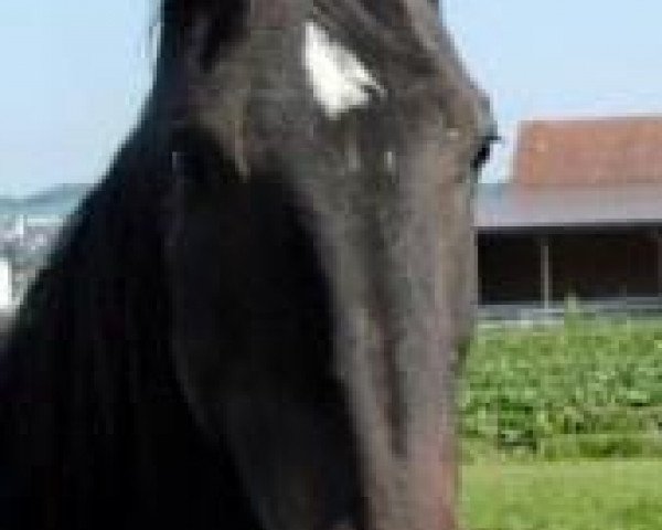 broodmare Lorain (KWPN (Royal Dutch Sporthorse), 1993, from Caruso)