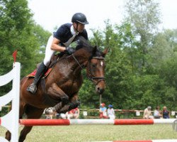 Springpferd Vitesse M CH (Schweizer Warmblut, 2004, von Veneur du Defey)