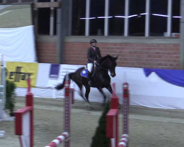 Reitturnier Greven 2017