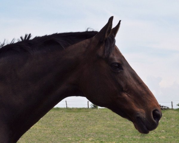 Dressurpferd Celine 183 (Sachsen-Anhaltiner, 2001, von Chamberlain 6)