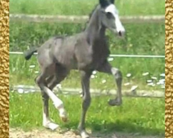 horse Da Vinci (Westphalian, 2018, from Harmony's de Beau)