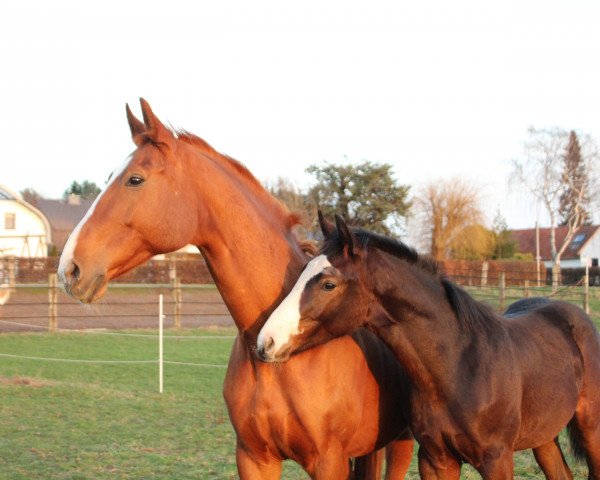 horse Cascadero (Westphalian, 2018, from Cristallo I)