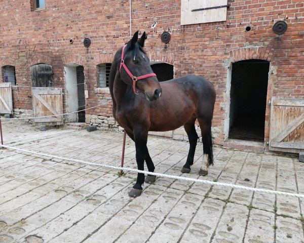 horse Milan 241 (Heavy Warmblood, 2001, from Miller)