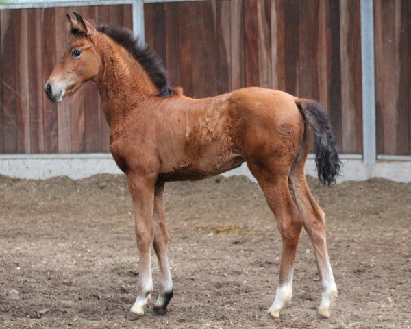 dressage horse Valleyfair (German Sport Horse, 2017, from Vitalis)