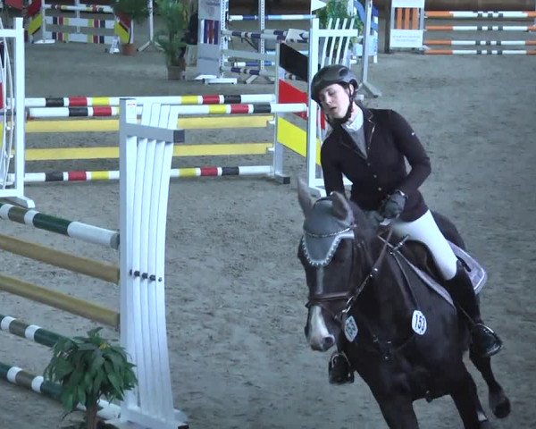 Reitturnier Dettingen 2017
