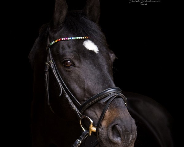 Dressurpferd Lexington B (Westfale, 2004, von Larius W)