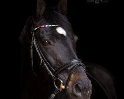 dressage horse Lexington B (Westphalian, 2004, from Larius W)