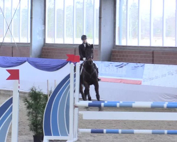 Reitturnier Greven 2017