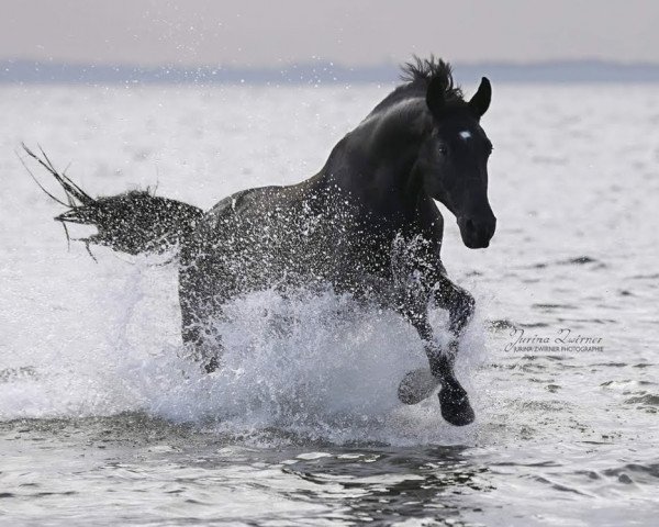dressage horse Risandro 8 (Mecklenburg, 2011, from Riccochet)