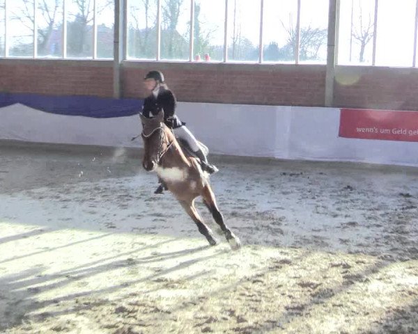 Reitturnier Greven 2017