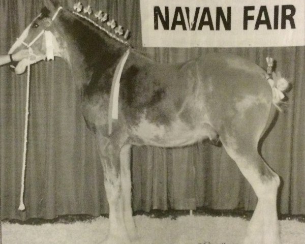 Ogier kryjący Sky Classic 33215 (Clydesdale, 1999, od Westedge Exquisite Command)