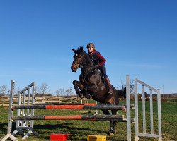 broodmare Einfach Estelle (Hanoverian, 2015, from Embassy I)