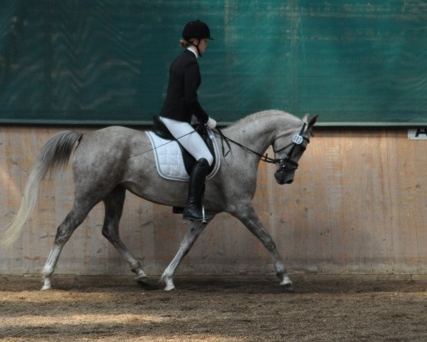 horse Camar Qiara ox (Arabian purebred, 2011, from Arian Shah ox)