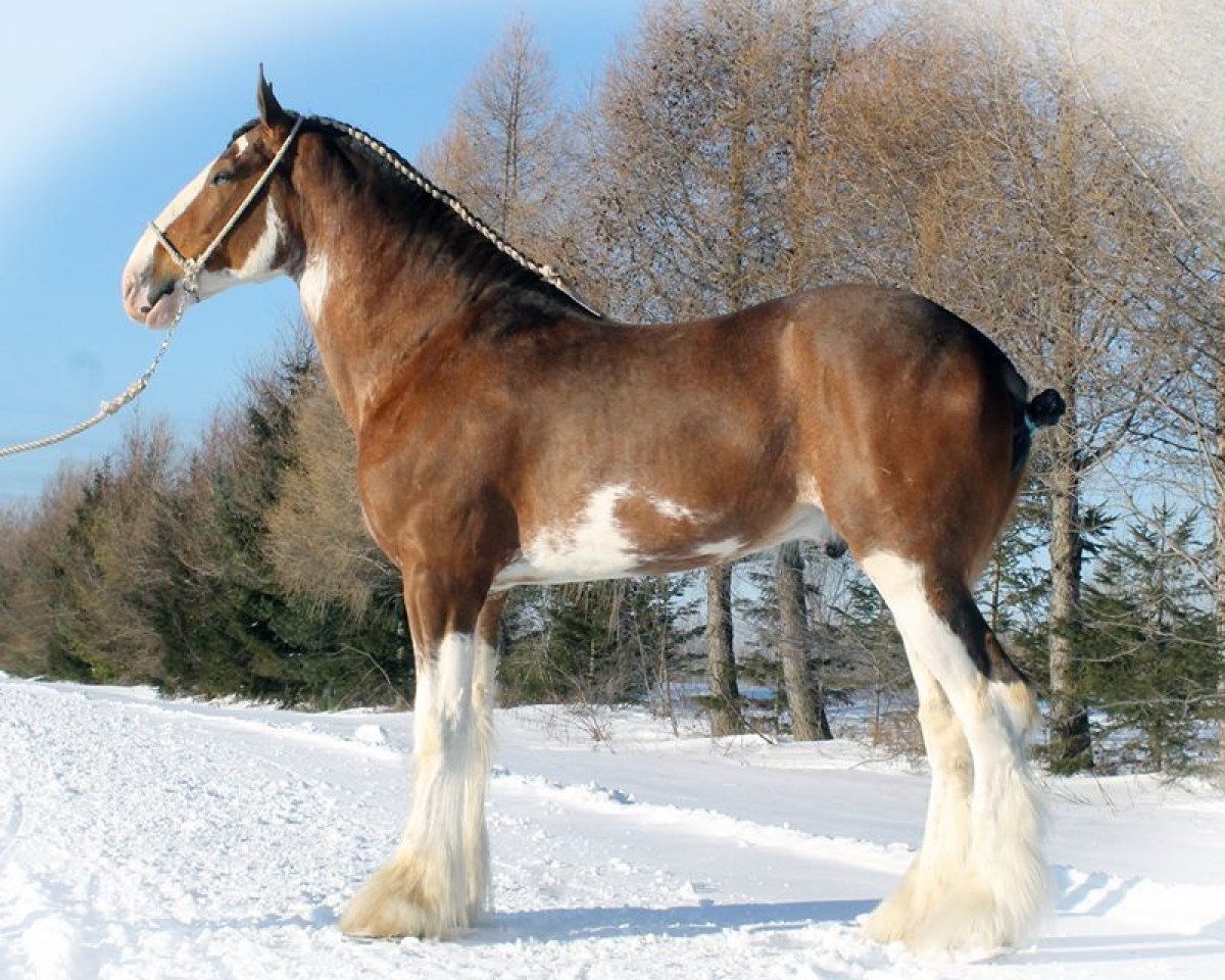 Stallone da monta Stoney Creek Silver (Clydesdale, 2010, di Deighton Telstar)