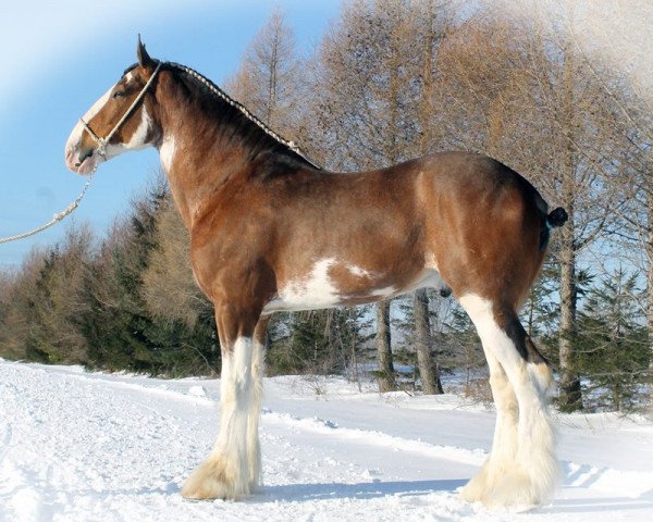 Stallone da monta Stoney Creek Silver (Clydesdale, 2010, di Deighton Telstar)