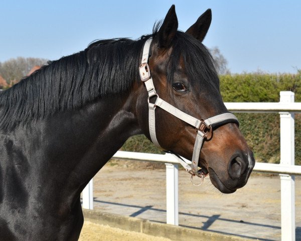 broodmare Elfi (Westphalian, 2009, from Ehrenpreis)