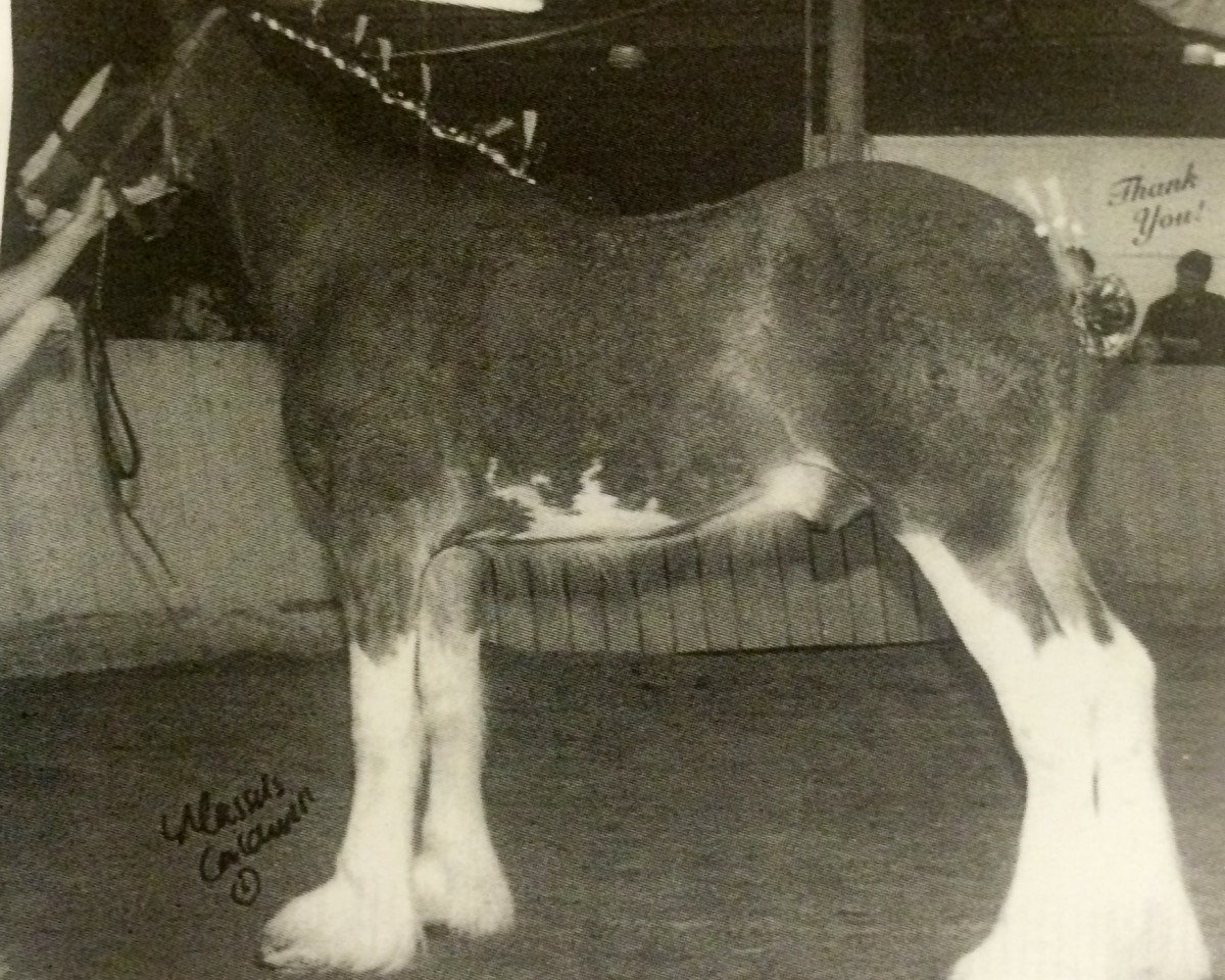 Deckhengst Thistle Ridge Royal Blitz (Clydesdale, 2001, von Hillmoor Landmark)