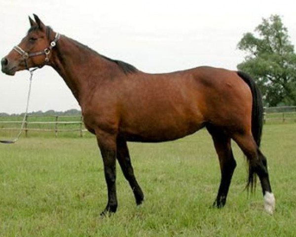 broodmare Volunge (Russian Trakehner, 1984, from Privet) broodmare Volunge (Russian Trakehner, 1984, from Privet)
