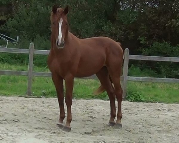 horse Oxo van de Claevervallei (Belgian Warmblood, 2014, from Arko III)