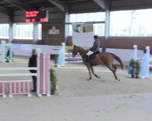 Reitturnier Greven 2017