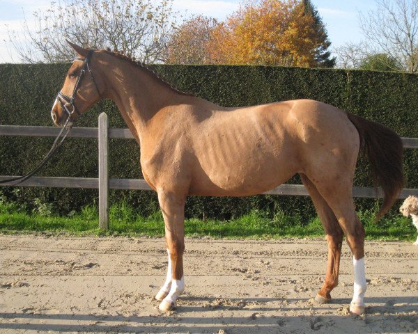 horse Netula Van De Claevervallei (Belgian Warmblood, 2013, from Arko III)