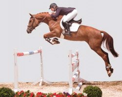 broodmare Session (Holsteiner, 2002, from Cardino)