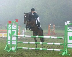 broodmare Bambi 108 (Holsteiner, 2009, from Casall Ask)