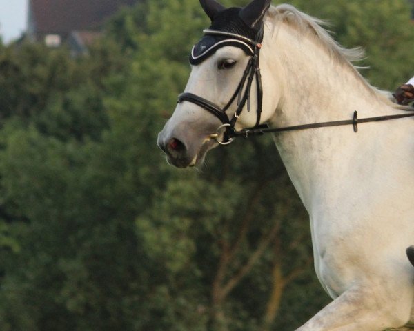 dressage horse Kiwi de coeur (Trakehner, 2007, from Key West)