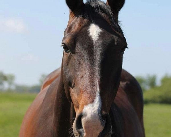 Springpferd Corelle (Hannoveraner, 2003, von Contendro I)