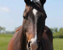 jumper Corelle (Hanoverian, 2003, from Contendro I)