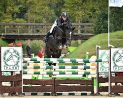 jumper Corsimo (Swedish Warmblood, 2012, from Corlensky G)