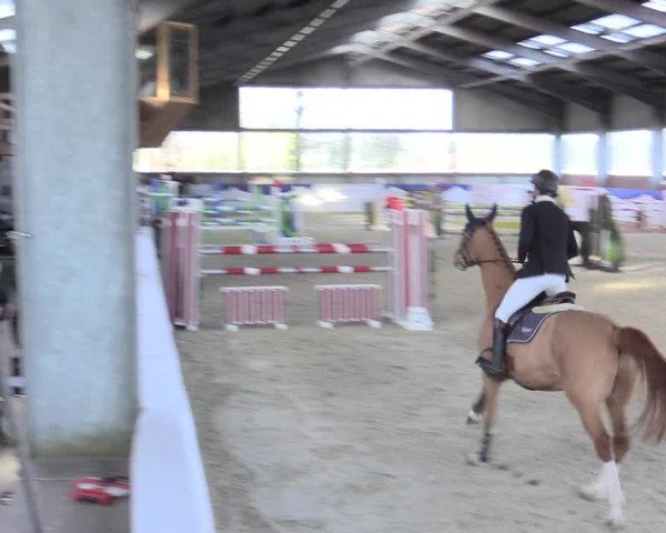 Reitturnier Greven 2017
