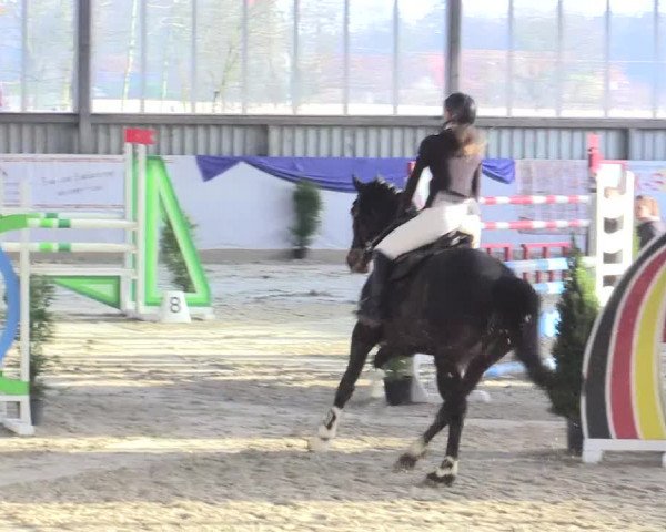 Reitturnier Greven 2017