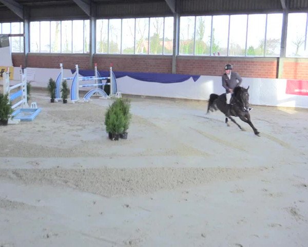 Reitturnier Greven 2017